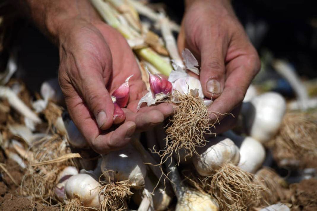 30 yıldır aynı tohumu kullanıyor! Beyaz altın olarak biliniyor: Buzdolabına gerek yok, 10 ay boyunca taptaze kalıyor 4